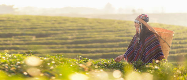 asia worker farmer women picking tea leaves for traditions in the sunrise morning at tea plantation nature. lifestyle concept - traditional culture asia indigenous culture india imagens e fotografias de stock