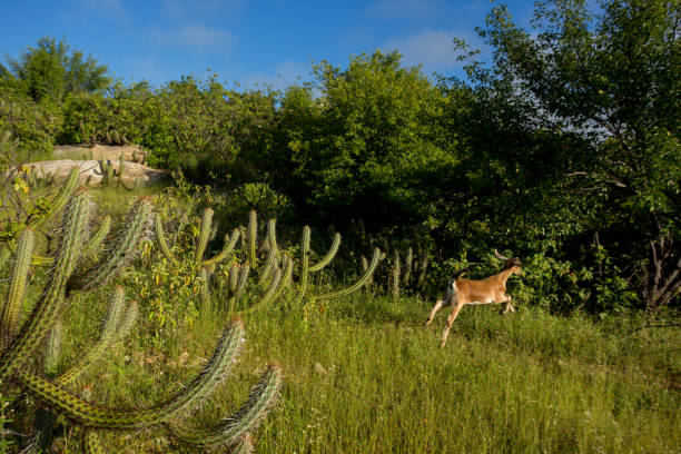 goat takes a leap in the caatinga field, typical vegetation of northeastern brazil the caatinga is a brazilian biome that has a semi-arid climate, vegetation with few leaves and adapted to dry periods. the vegetation of the caatinga is characterized by low trees, dry branches, crooked trunks, thorns and deep roots caatinga stock pictures, royalty-free photos & images