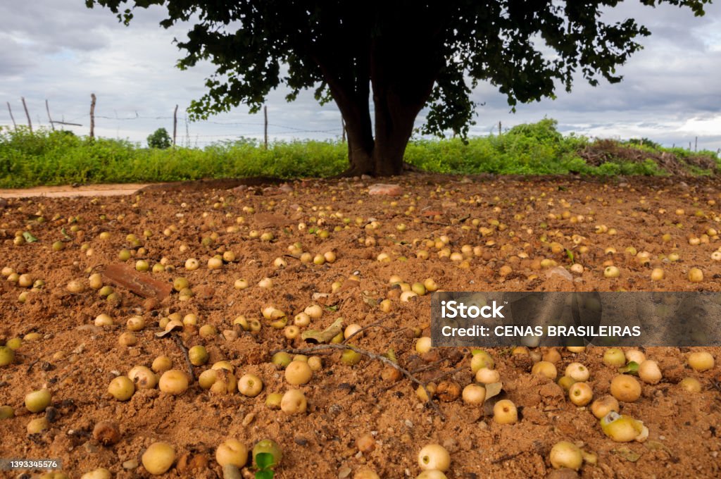 juá - ripe fruits of the juazeiro tree scattered on the ground the juazeiro (ziziphus joazeiro), also known as joá, laranjeira-de-vaqueiro, juá-fruta, juá and juá-espinho, is a typical tree of the brazilian semiarid region. Brazil Stock Photo