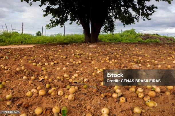 Juá Ripe Fruits Of The Juazeiro Tree Scattered On The Ground Stock Photo - Download Image Now