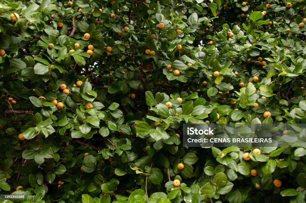 canopy of the juazeiro tree loaded with ripe fruits the juazeiro (ziziphus joazeiro), also known as joá, laranjeira-de-vaqueiro, juá-fruta, juá and juá-espinho, is a typical tree of the brazilian semiarid region. Branch - Plant Part Stock Photo