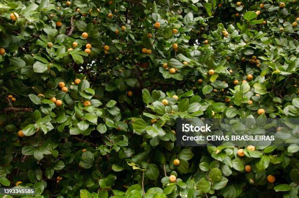Canopy Of The Juazeiro Tree Loaded With Ripe Fruits Stock Photo - Download Image Now