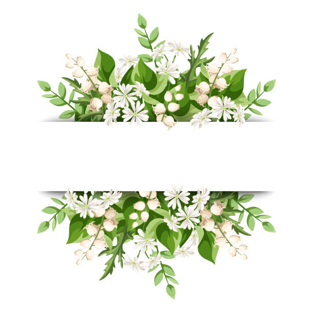 illustrations, cliparts, dessins animés et icônes de bannière avec des fleurs blanches et des feuilles vertes. illustration vectorielle - muguet