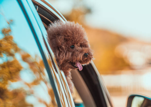 Poodle traveling in a car