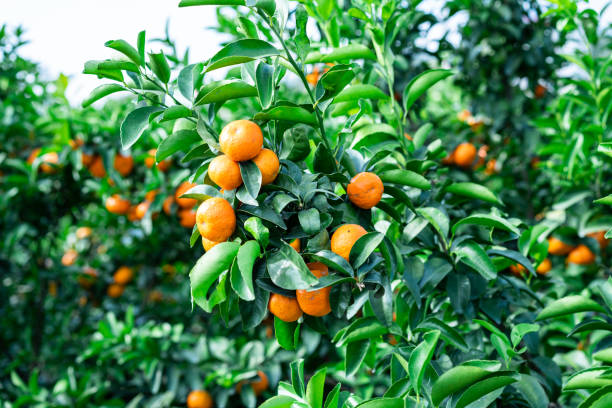 istock Mandarins on trees at fruit plantation 1393347059