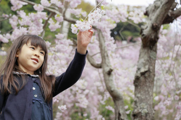 istock Japanese girl and cherry blossoms (7 years old) 1393347955
