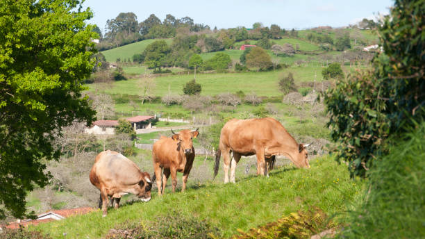 Brown cows in green meadow