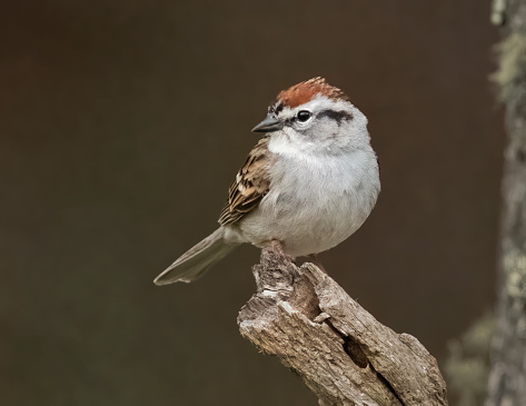 An environmental portrait of a Chipping Sparrow.