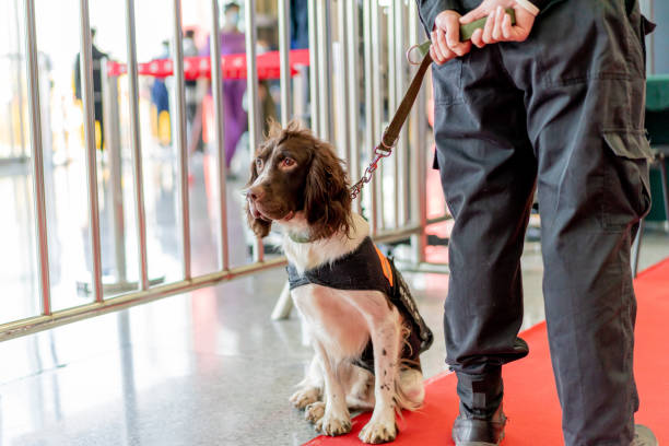 springer spaniel police sniffer dog in working - springer spaniel dog pets animal imagens e fotografias de stock