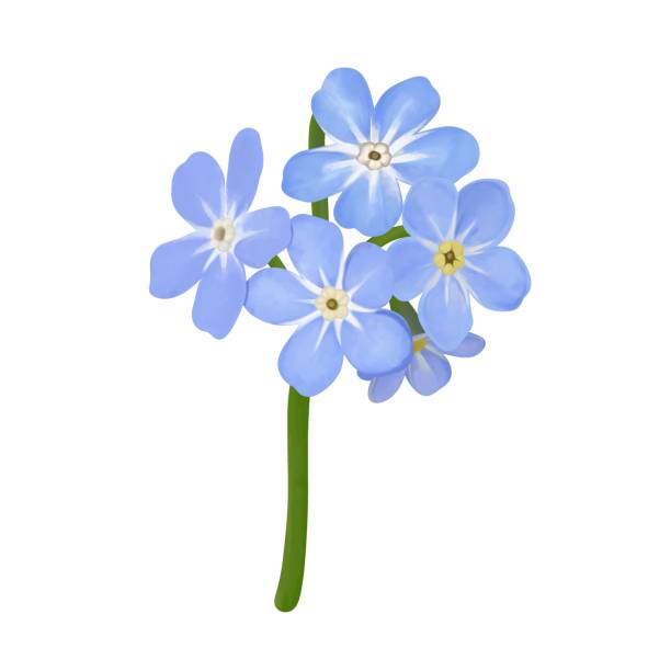 istock One flower of bright blue forget-me-not, no line drawing 1393352035