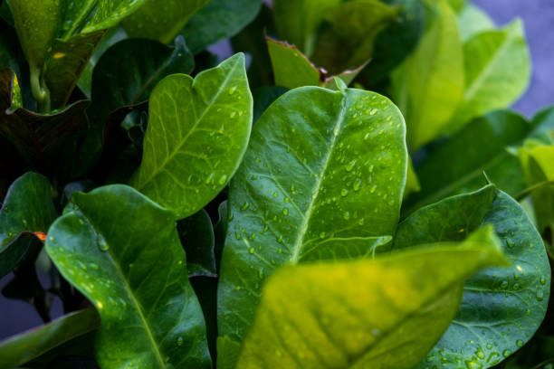 istock green garden plant leaves 1393355016