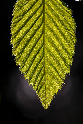 Macro of Back Lit Leaf on Dark Background.