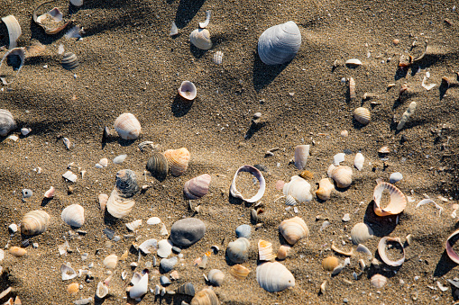 Seashells on Sandy Beach Turning Into Sand Slowly.
