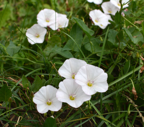 istock Convolvulus arvensis grows in the field 1393355237
