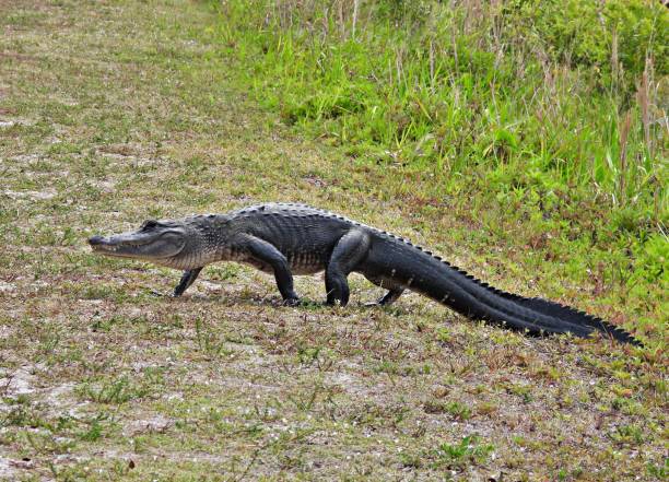 istock American Alligator (Alligator mississippiensis) - walking on the grass 1393355244