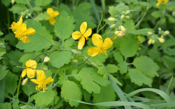 istock Flowering Chelidonium majus 1393356848