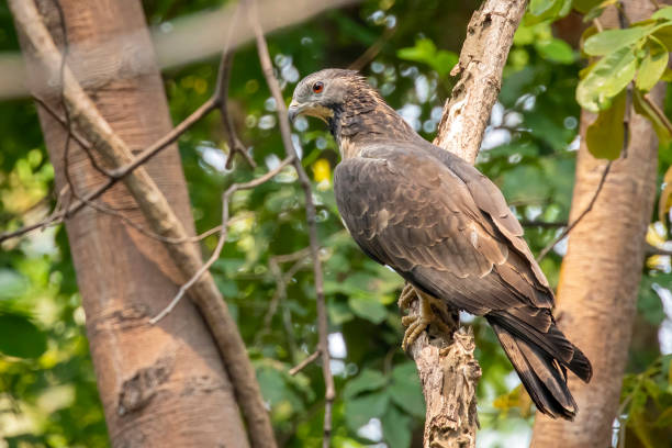 istock Image of oriental honey buzzard bird on a tree branch on nature background. Hawk. Animals. 1393357021