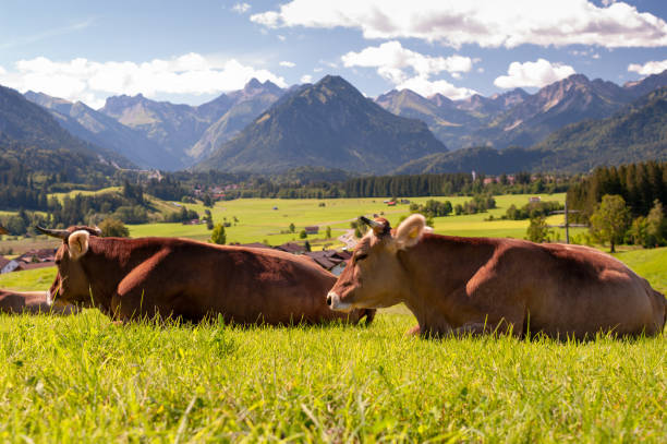 istock Cow in the Alps, Bavaria Germany 1393358334