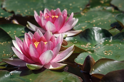 Red water lilies on a pond. Large green leaves cover the entire surface of the water.