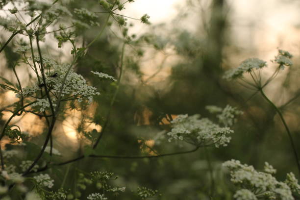 fleurs blanches au coucher du soleil - cerfeuil sauvage photos et images de collection