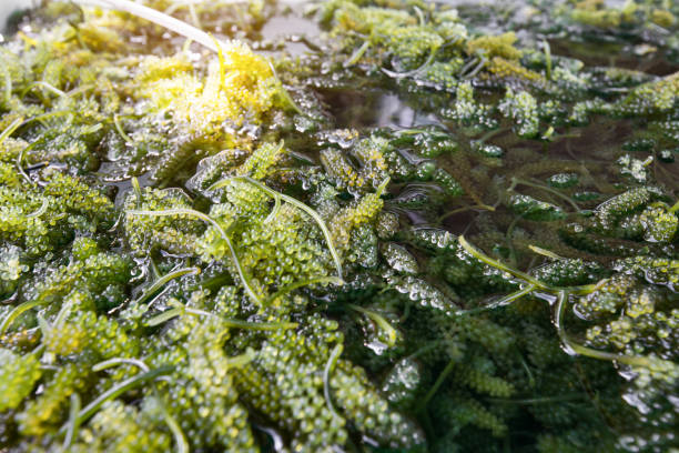 istock Bryopsida green algae or Caulerpa lentillifera. (sea grapes or green caviar) 1393361075