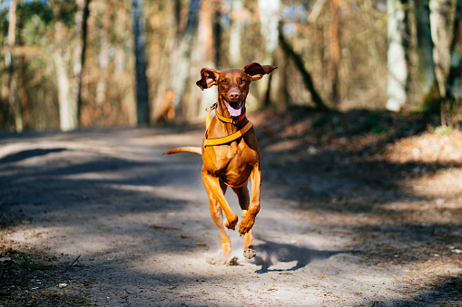 Sporty and fast dog running towards the camera in the forest