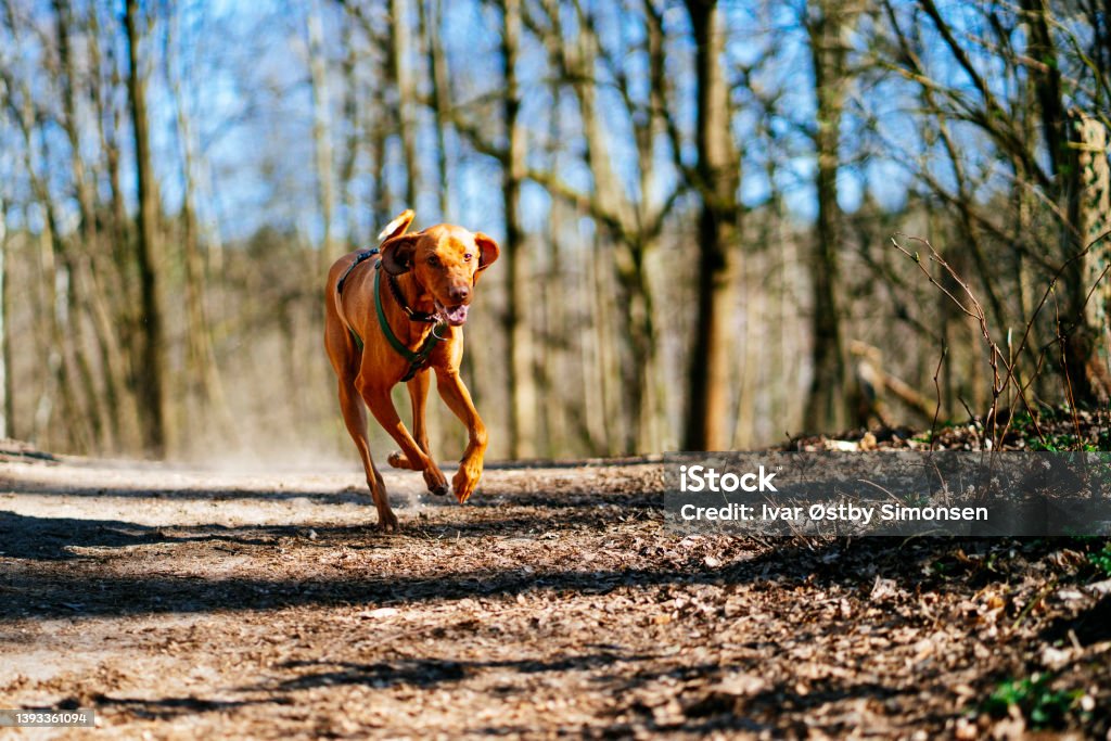 Playful dog running fast in the forest Handsome vizsla dog enjoying spring in the Grunewald forest, Berlin, Germany. Dog Stock Photo