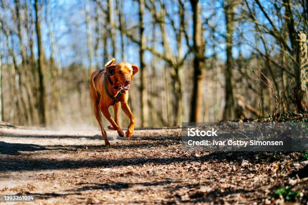 Playful Dog Running Fast In The Forest Stock Photo - Download Image Now - Dog, Off-leash Dog Park, Animal