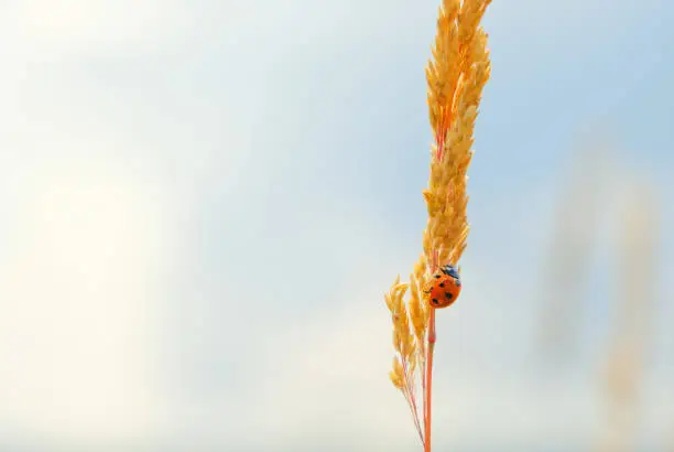 Photo of a ladybug on a ear of wheat