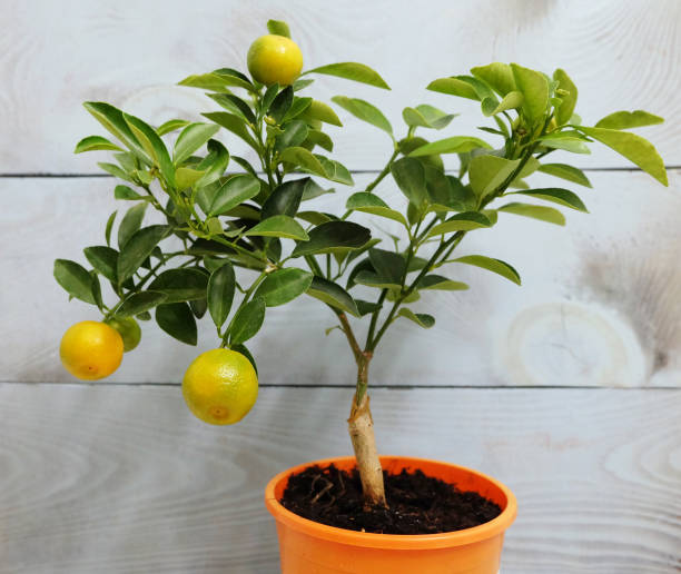 istock Indoor citrus plant Colomandin 1393361235
