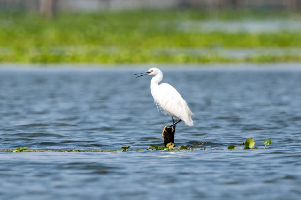 istock Close-up of a standing little egret 1393362135