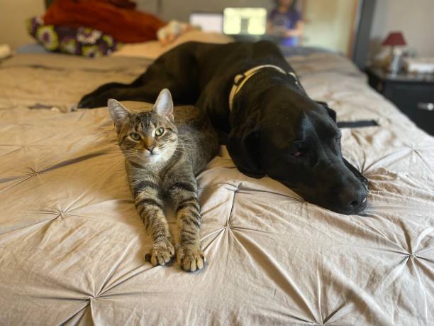 istock Cat and Dog Relaxing together 1393362169