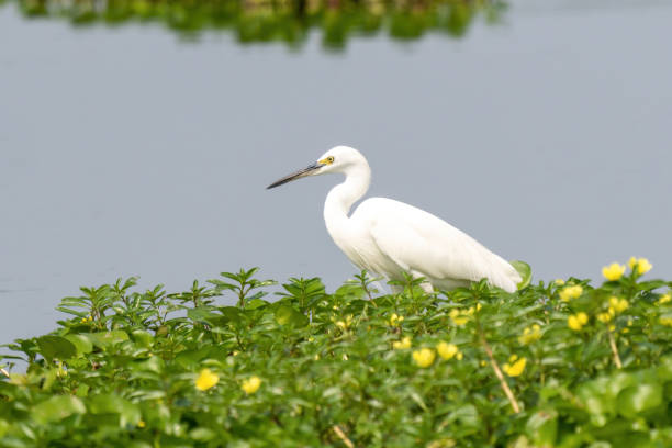 istock Close-up of a standing little egret 1393362196