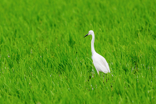 Close-up of a standing little egret during spring time on sunny day