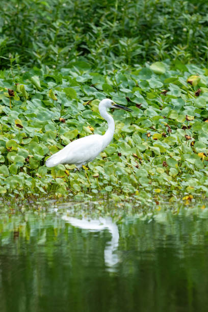 istock Close-up of a standing little egret 1393362455