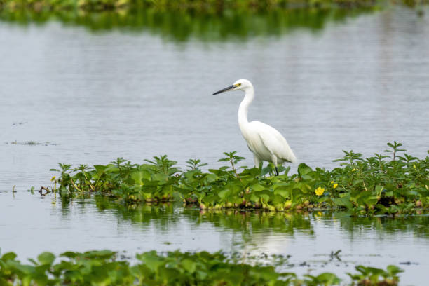 istock Close-up of a standing little egret 1393362457