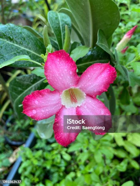 Desert Rose Flower After Watering Stock Photo - Download Image Now - Adenium, Adenium Obesum, Azalea