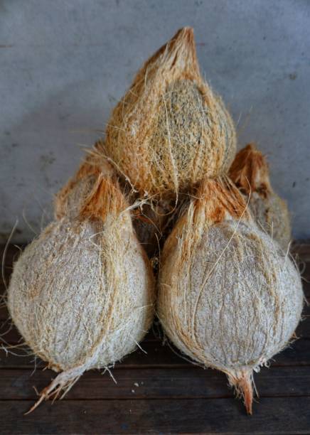 some old coconuts that have been opened are on the trasitional chocolate table - oil filed imagens e fotografias de stock