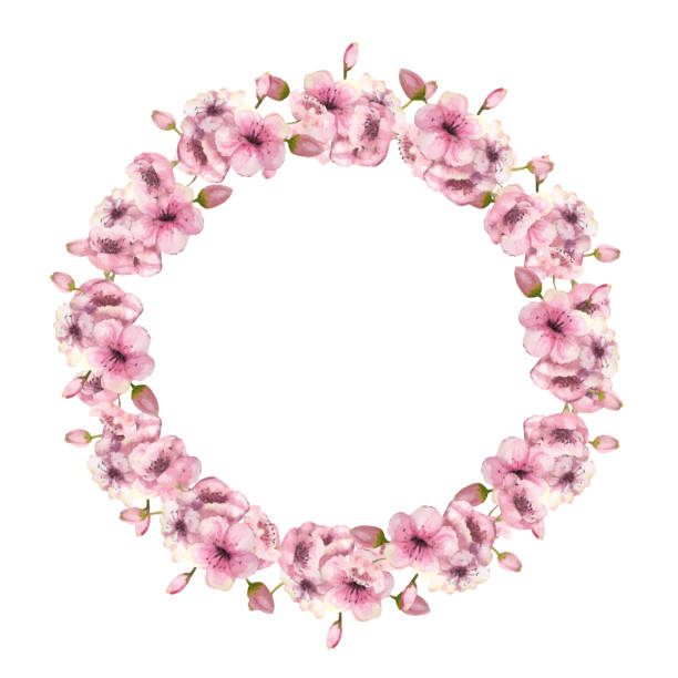 A wreath of spring pink sakura blossoms on a white isolated background. Watercolor illustration A wreath of spring pink sakura blossoms on a white isolated background. Watercolor illustration. Vector flowering plum stock illustrations