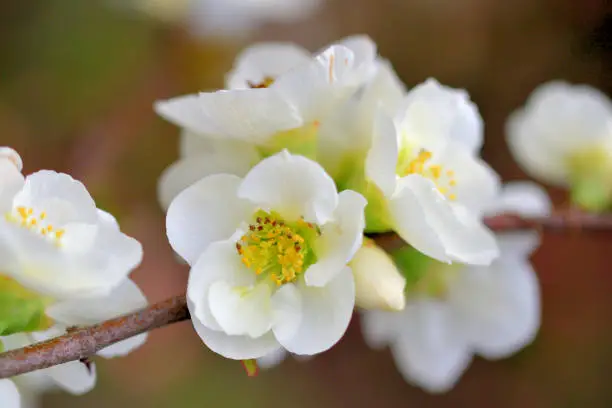 Chaenomeles speciosa, also often called Japanese quince and flowering quince, normally blooms in early spring, about the same time as cherry blossoms in Japan. The flowers are 3–4.5 cm in diameter, with five petals in red, pink or white color.