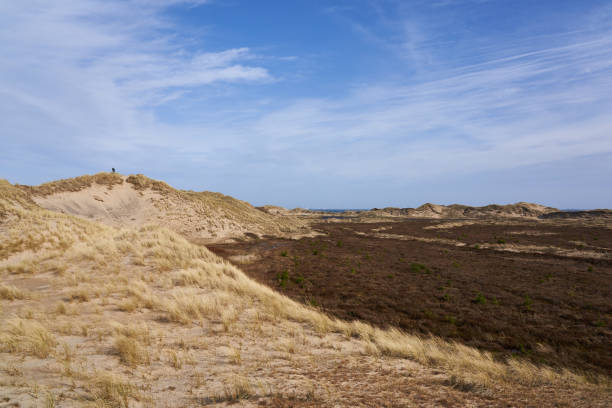 istock Tranquil view of grass and sand dunes at beach during sunny day 1393367265