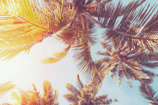 istock Copy space of silhouette tropical palm tree on sunset sky with bokeh light leak abstract background. Summer vacation and nature travel adventure concept. 1393369244