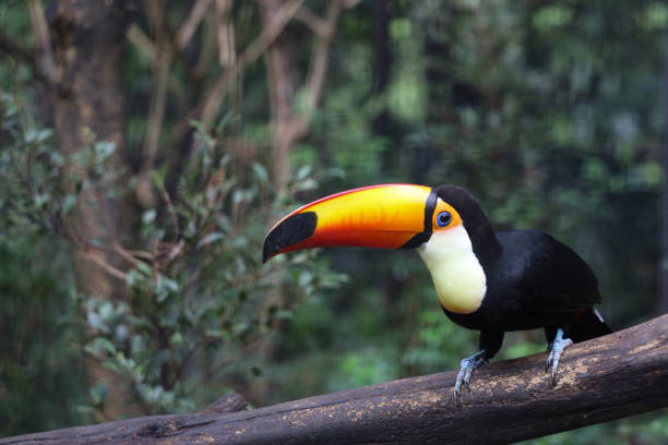 istock The toco toucan bird on the wood tree in forest 1393369678