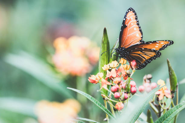 istock Monarch Butterfly on a blooming flower 1393369896