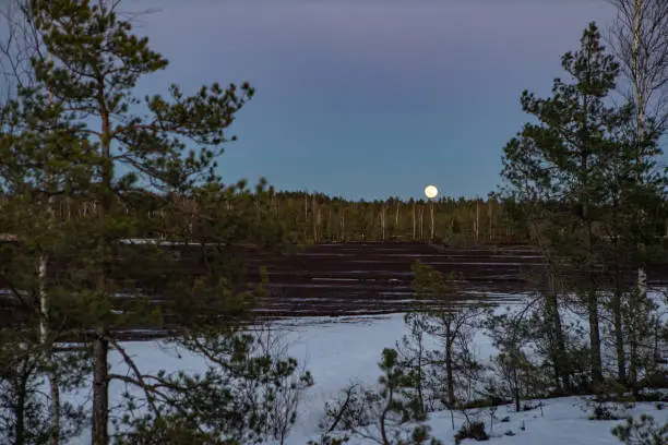 Beutiful landscape of latvian nature. Snow on ground. Pine forest. Fullmoon.