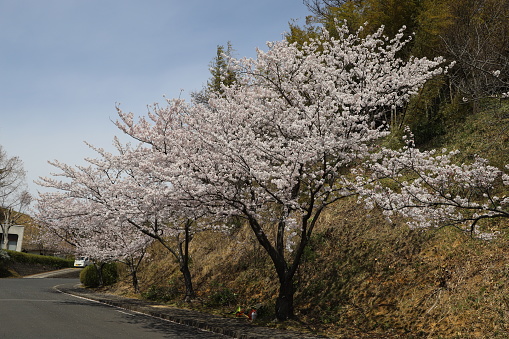 The cherry blossom season \