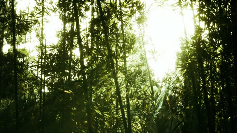 Leaves of bamboo in the smokes