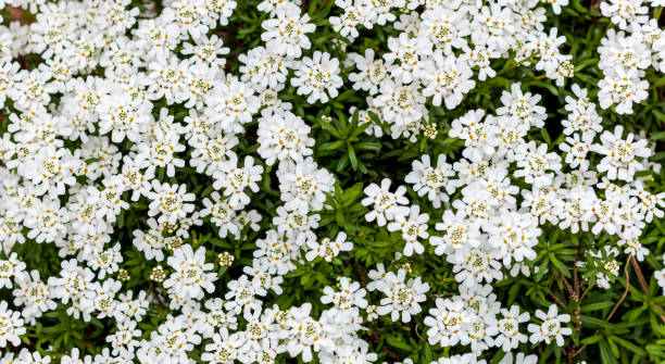 イベリスセンパービレンス - ホワイトスノーコーングランドカバープラント。葉のフルフレームテクスチャの大きな葉。 - evergreen candytuft ストックフォトと画像