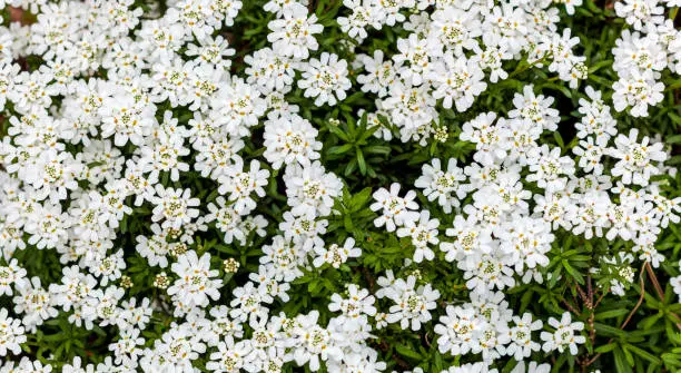 Photo of Iberis sempervirens - White SNOW CONE ground cover plant. Large foliage of leaf full frame texture.