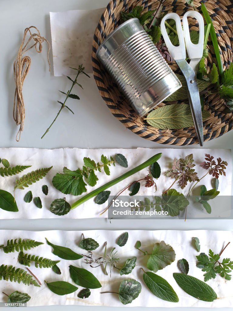 A DIY eco print project with plants on paper Eco printing, plant and leaf compositions, preparations to make prints with plant parts and leaves on watercolor paper, a creative DIY art project. Arrangement Stock Photo